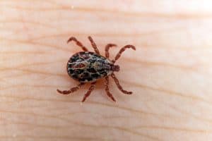 The dog tick