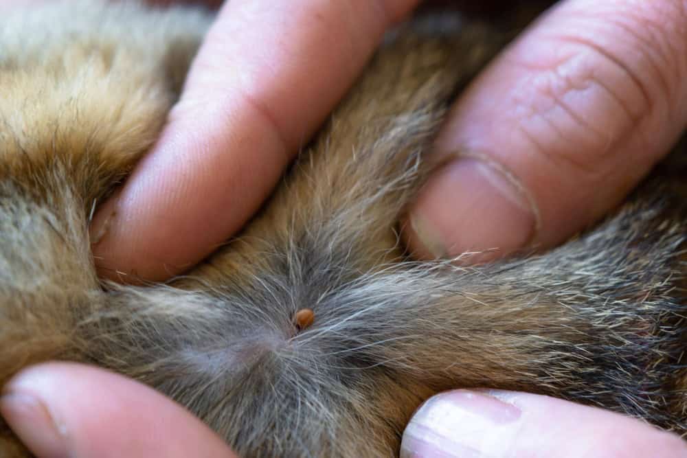 The dog tick