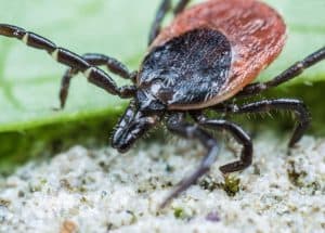 The dog tick