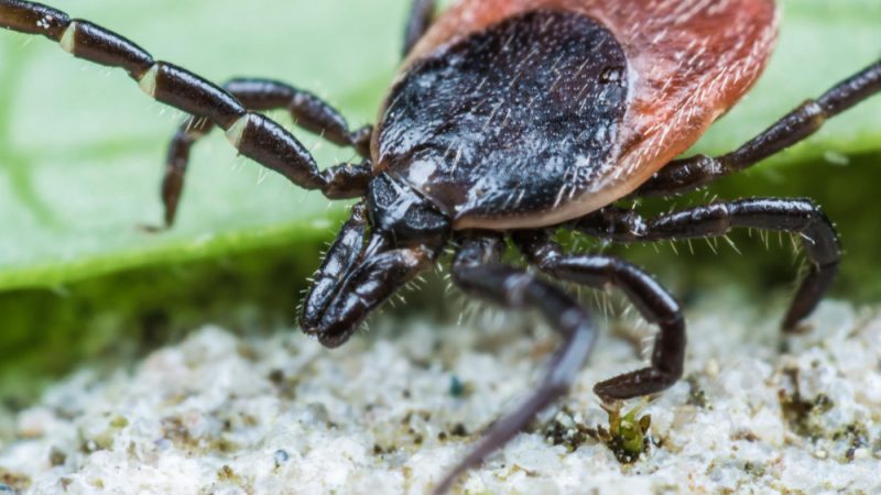 The dog tick