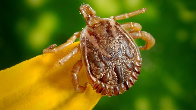 dog tick