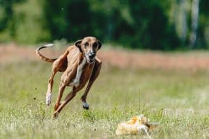 Athletic dog running fast outdoors, showing mobility and excellent cartilage health in dogs.