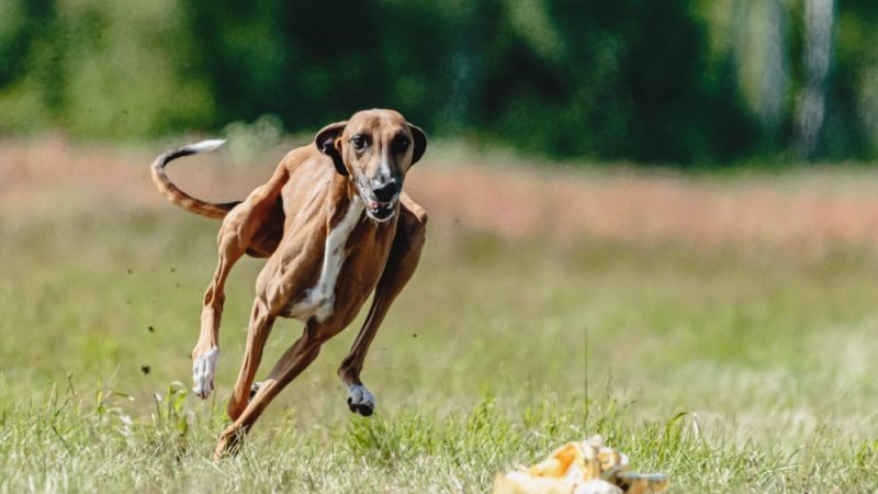 Athletic dog running fast outdoors, showing mobility and excellent cartilage health in dogs.