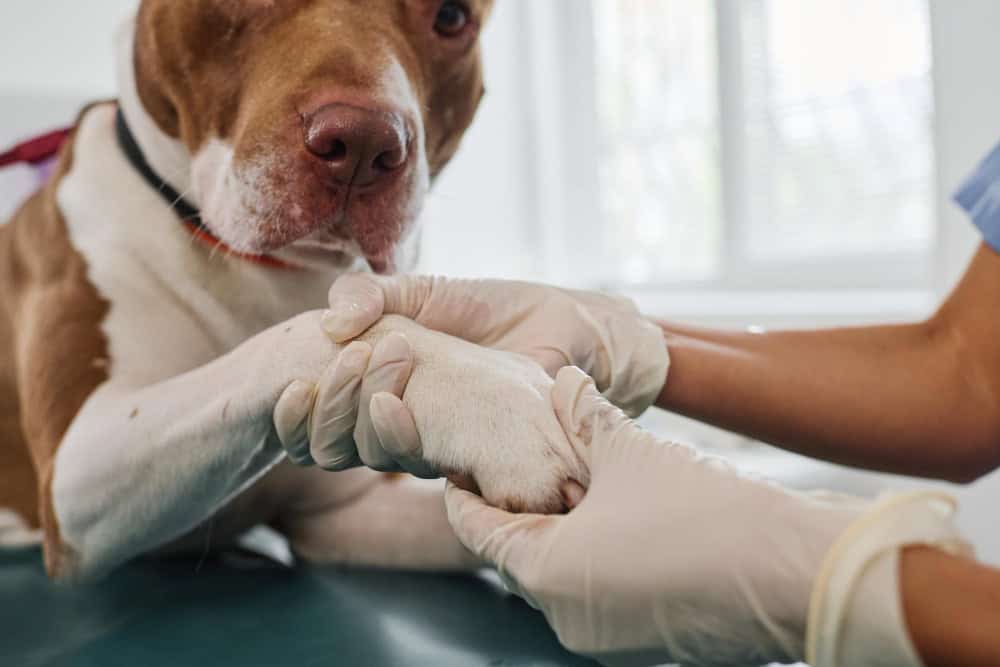 The Importance of Cartilage Strengthening in Dogs