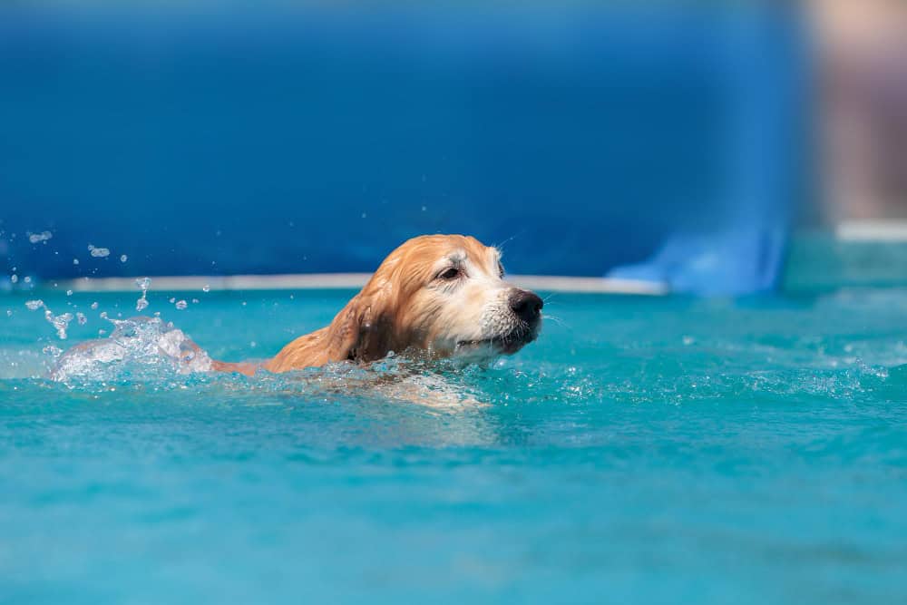 The Importance of Cartilage Strengthening in Dogs