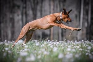 The Importance of Cartilage Strengthening in Dogs