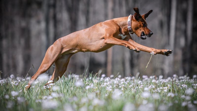 The Importance of Cartilage Strengthening in Dogs