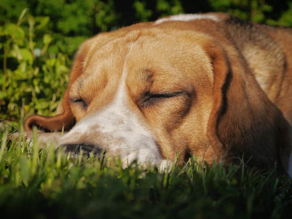 Antifreeze Poisoning in Dogs