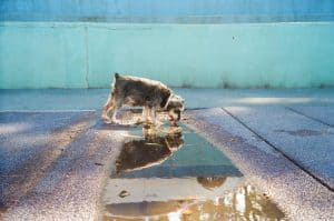 Antifreeze Poisoning in Dogs