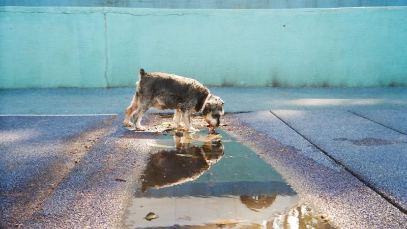 Antifreeze Poisoning in Dogs