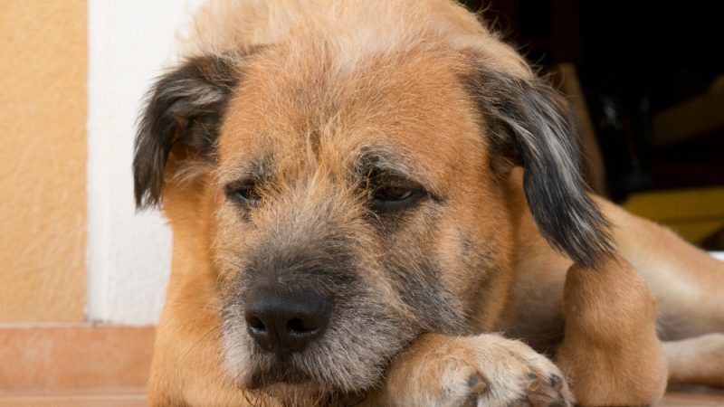 dog lymphoma