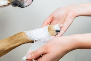 Foxtails in dogs can cause serious health problems – one of the hidden dangers of summer walks.