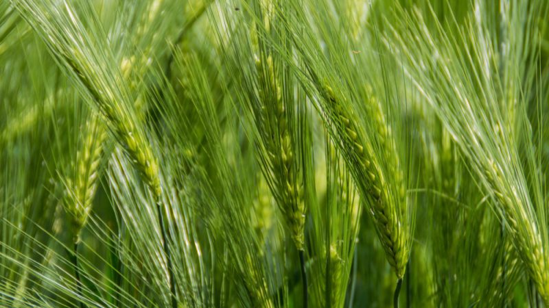 Foxtails in Dogs