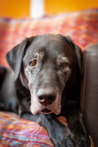 dog dementia symptoms – an elderly, confused-looking dog resting on the couch