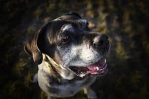 dog dementia