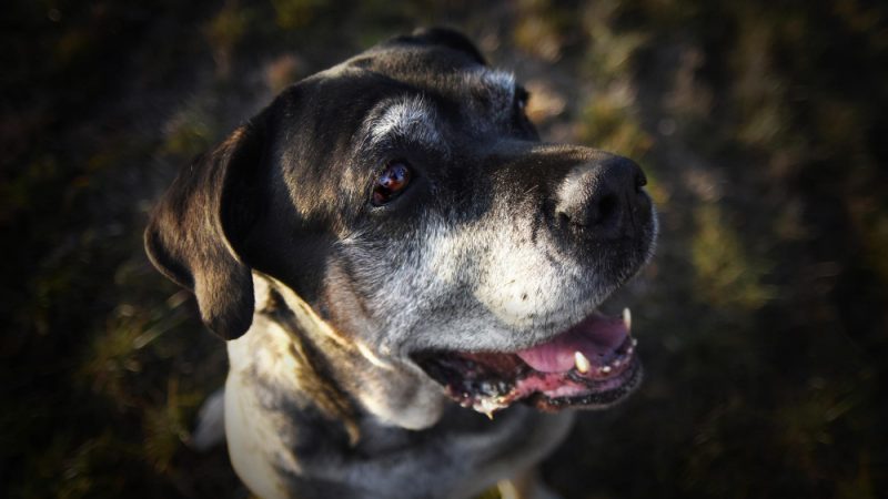 dog dementia