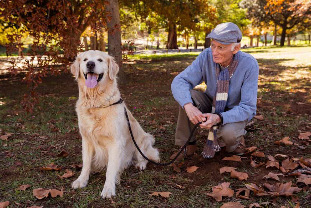 dog dementia
