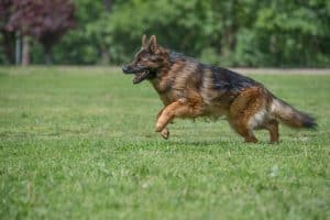 Best Joint Supplements for Dogs