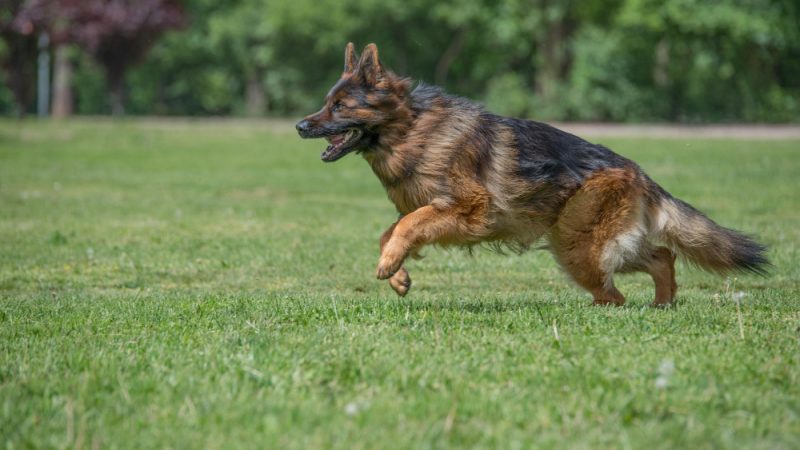 Best Joint Supplements for Dogs