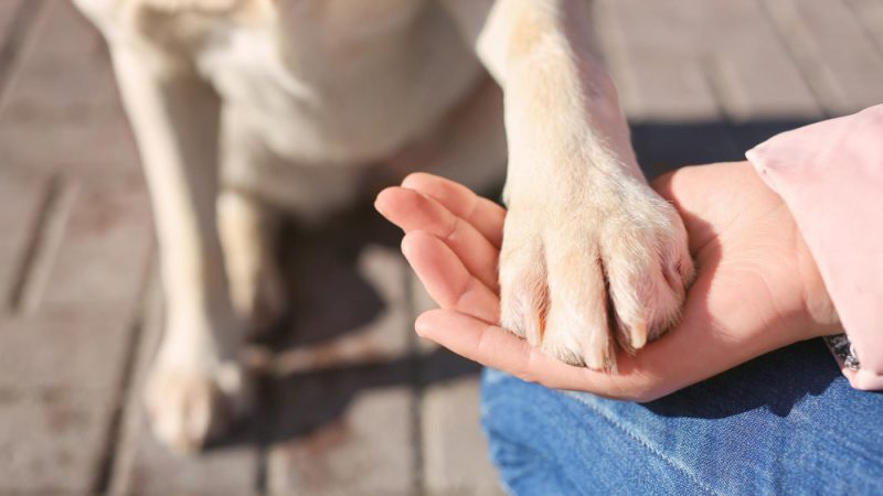 Dog’s Immune System