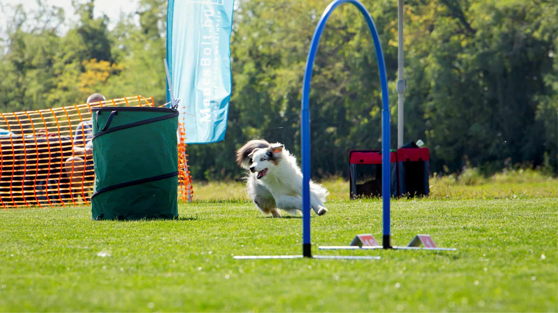Hoopers A dog sport you absolutely must try K9 DogHealth com