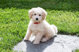 Puppy exploring the garden on its first day at home