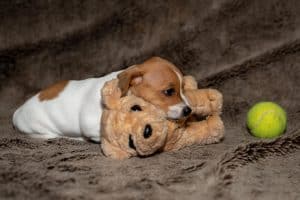 Playful puppy chewing a toy during its first days in a new home