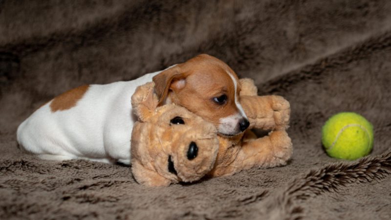 Playful puppy chewing a toy during its first days in a new home