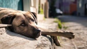 Immune support for dogs – senior dog lying calmly while receiving natural care
