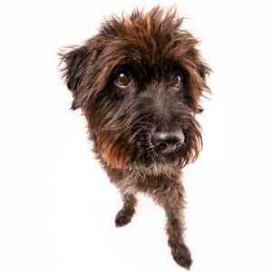 Remi is the dog of k9-doghealth.com.