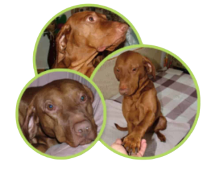 Albert, our Hungarian Vizsla, as a puppy sitting and give five