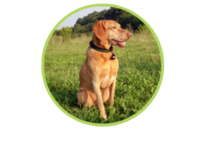 Senior Albert sitting on the green field