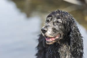 Immune support for dogs – senior dog sitting peacefully in the garden