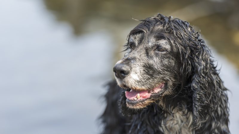 Immune support for dogs – senior dog sitting peacefully in the garden