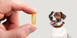 Fish oil is one of the most well-known dietary supplements for dogs – a natural source of omega-3 fatty acids.