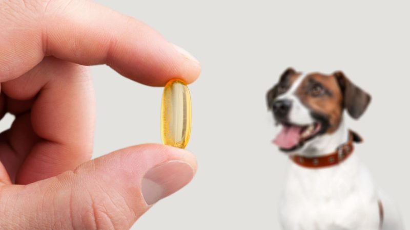 Fish oil is one of the most well-known dietary supplements for dogs – a natural source of omega-3 fatty acids.