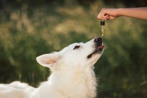 Dog licking fish oil from dropper – omega-3 for dogs