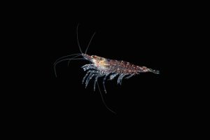Krill oil is derived from Antarctic krill and is a clean omega-3 source for dogs.