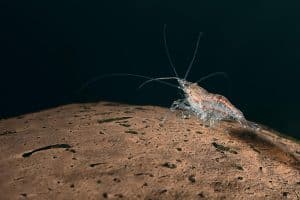 Krill oil for dogs – Antarctic krill oil extracted from krill shrimp