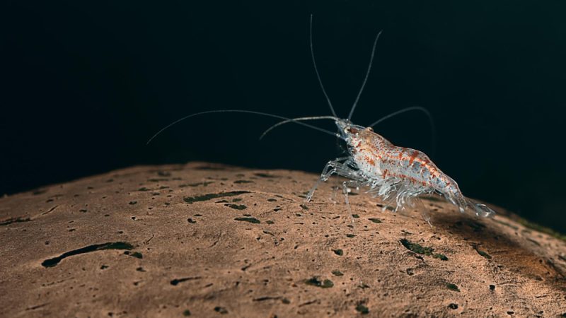 Krill oil for dogs – Antarctic krill oil extracted from krill shrimp