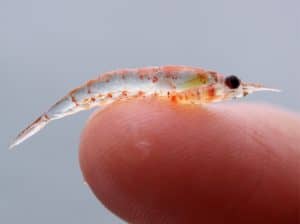 Krill oil – a natural alternative to salmon oil