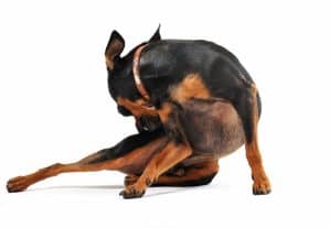 Dog licking its hind leg due to food allergy symptoms