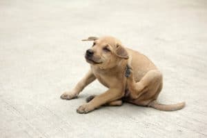dog allergy