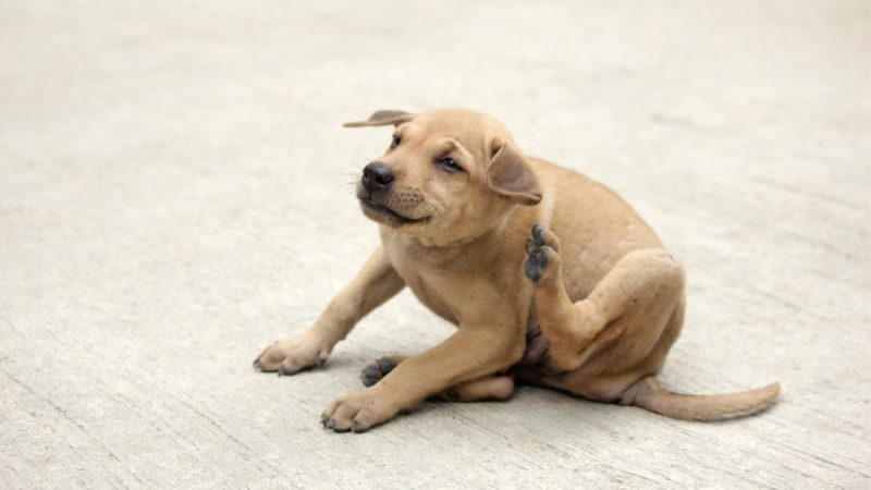 dog allergy