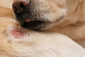 Natural dog allergy relief with gentle, safe ingredients