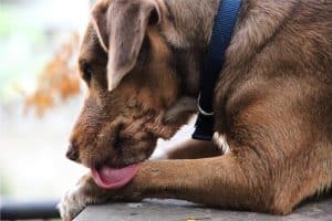 Dog showing signs of allergy - itching, ear infection, digestive issues