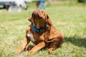 Dog scratching due to allergy - common symptom of dog allergy