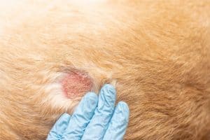 dog allergy treatment 