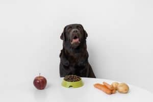 dog food allergy symptoms can be significantly reduced with the right care.