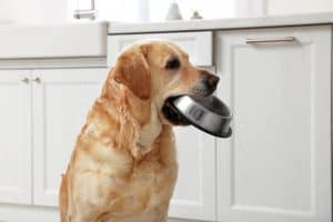 Dog holding an empty bowl in its mouth due to dog food allergy symptoms